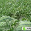 山东泗水西瓜大量上市