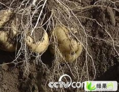 农民直接供应1000万斤克新一号土豆