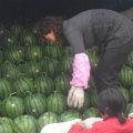 山东泗水陈营之：优质西瓜种植基地