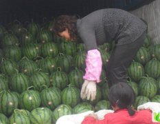 山东泗水陈营之：优质西瓜种植基地