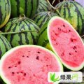 西瓜最大供销商