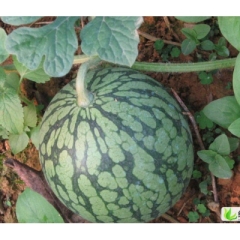 浙江省温岭市“玉麟”西瓜专业合作社