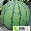 安徽砀山京欣类2号、双星等品种西瓜熟了
