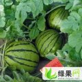 蒲城硕果西甜瓜专业合作社供京欣、早冠龙