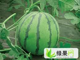 京欣、花蜜价格