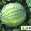 山东黄玉刚：惠民西瓜种植基地露天瓜陆续上市中