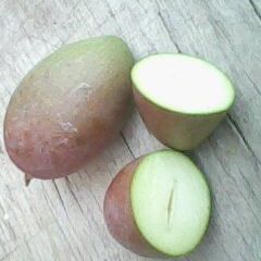 广西田东县是中国有名的“芒果之乡”