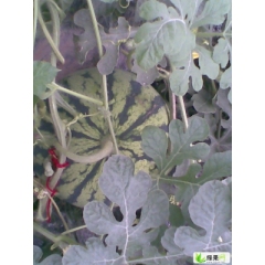  浙江嘉兴8424麒麟瓜