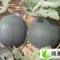 钟祥红冠龙西瓜己大量上市，7月中旬大量黑皮无籽