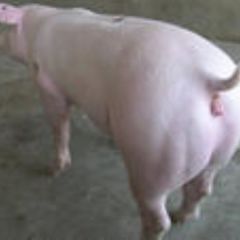 宿迁市沭阳瘦肉型三元仔猪
