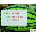 收瓜的看过来：河南开封西瓜已经大量上市