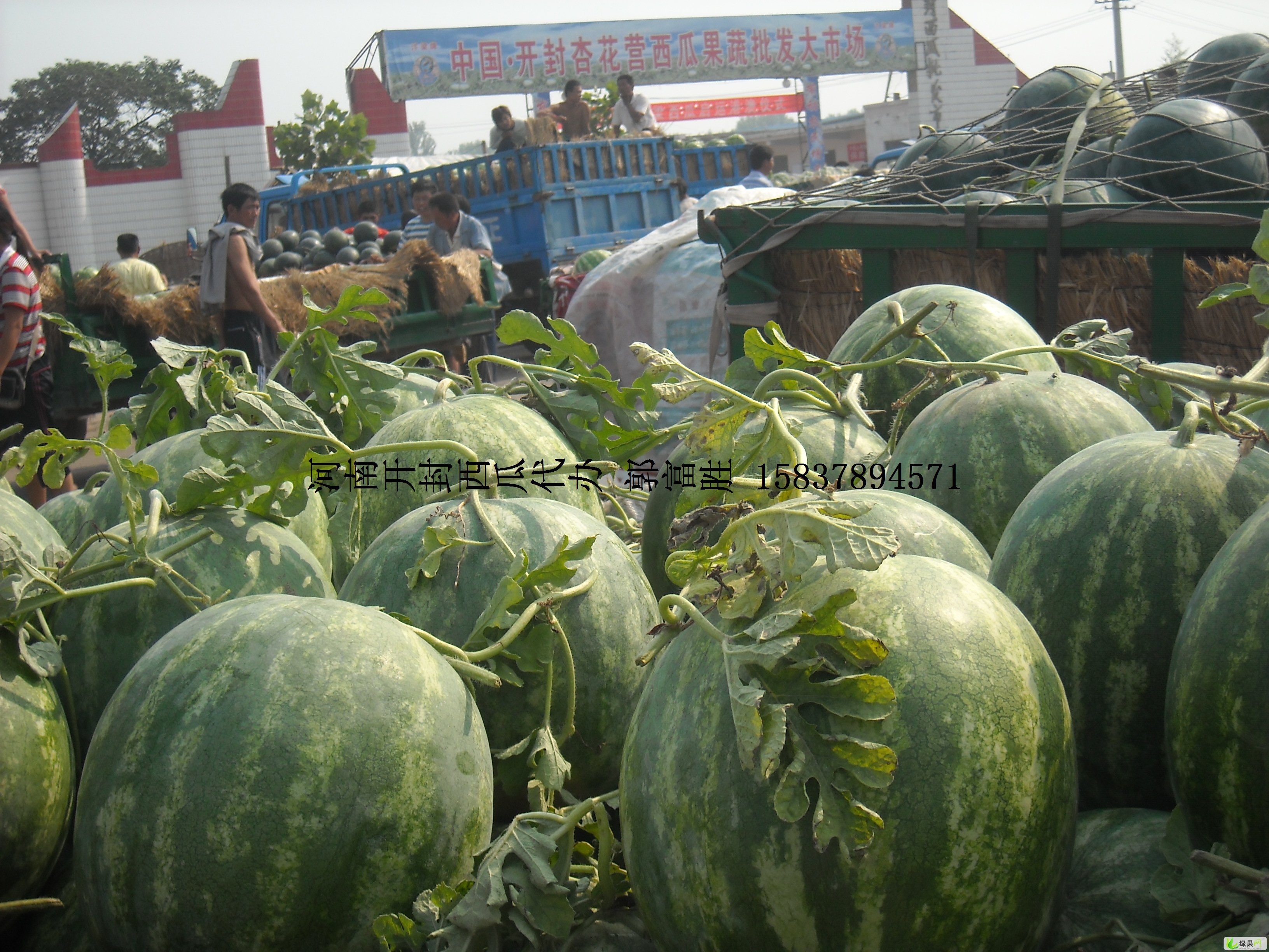 河南开封西瓜