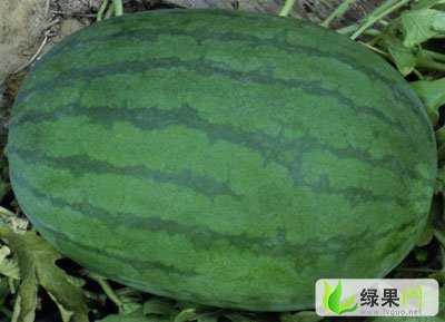 河南开封西瓜