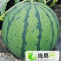 湖北省钟祥市官庄湖农场西瓜销售