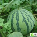 钟祥市官庄湖西瓜甜万家