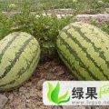宁夏兴仁硒砂瓜2013新鲜上市