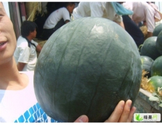 优价供应洞庭系列西瓜种子