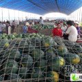 花皮无籽 台湾新一号无籽已上市