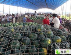 花皮无籽 台湾新一号无籽已上市