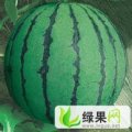 吉林公主岭西甜瓜产销专业合作社