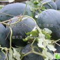 山东东明庆红宝、绿之秀（绿皮) 黑美人