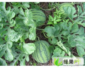 大量供应有籽、无籽瓜；青皮、花皮、黑皮瓜