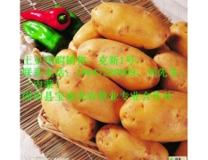预售产自内蒙古地区的优质土豆