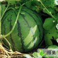科尔沁区182和超182假雷子