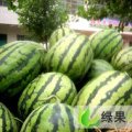 内蒙古翁牛特旗京欣/西农西瓜