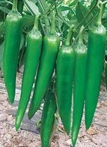 安徽毫州辣椒每天上市量10万斤