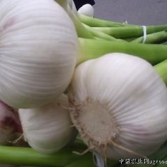 山东莱西无公害大蒜