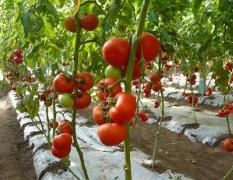 我地西红柿每年7、8、9、10月份上市