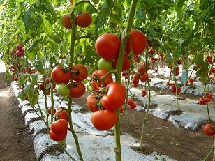 我地西红柿每年7、8、9、10月份上市