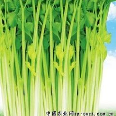 滨州博兴县无公害绿色芹菜基地 优质芹菜