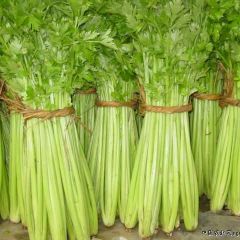 博兴芹菜供应 质量佳，山东淄博