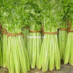 绿色无公害大小西芹 每天发200多吨