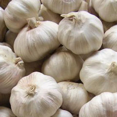 金乡大量大蒜