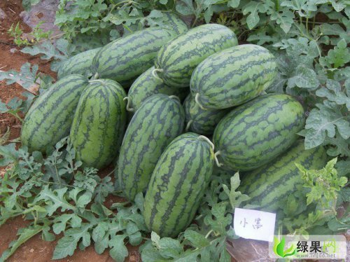 8月           / 西瓜/小富 广西区南宁市先正达 联系人:卢老板 电 话