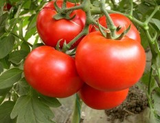 西红柿,长豆角大量上市,日上货量100多万斤