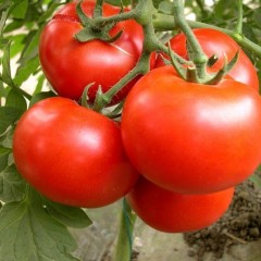 西红柿,长豆角大量上市,日上货量100多万斤