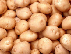 马铃薯500万亩