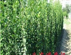 绿化苗木-全国最低价热销,质量保证!