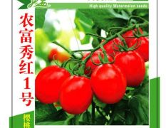 台湾引进番茄种子