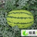 吉林长岭京欣，冠龙，皮毛好，色泽大红