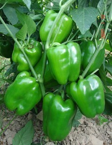 长期供应优质辣椒,圆椒,尖椒种子,种苗