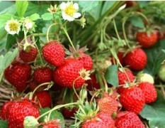 大量各种草莓苗，果树苗
