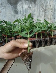 济南西瓜嫁接苗、甜瓜嫁接苗