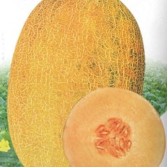 新疆昌吉市新科种子：哈密瓜种子