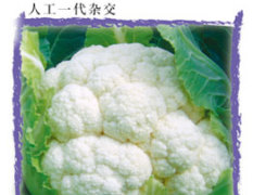 浙江省瑞安市鑫科蔬菜种子花椰菜种子