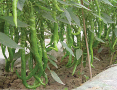 西安桑农种业有限公司各种辣椒种子